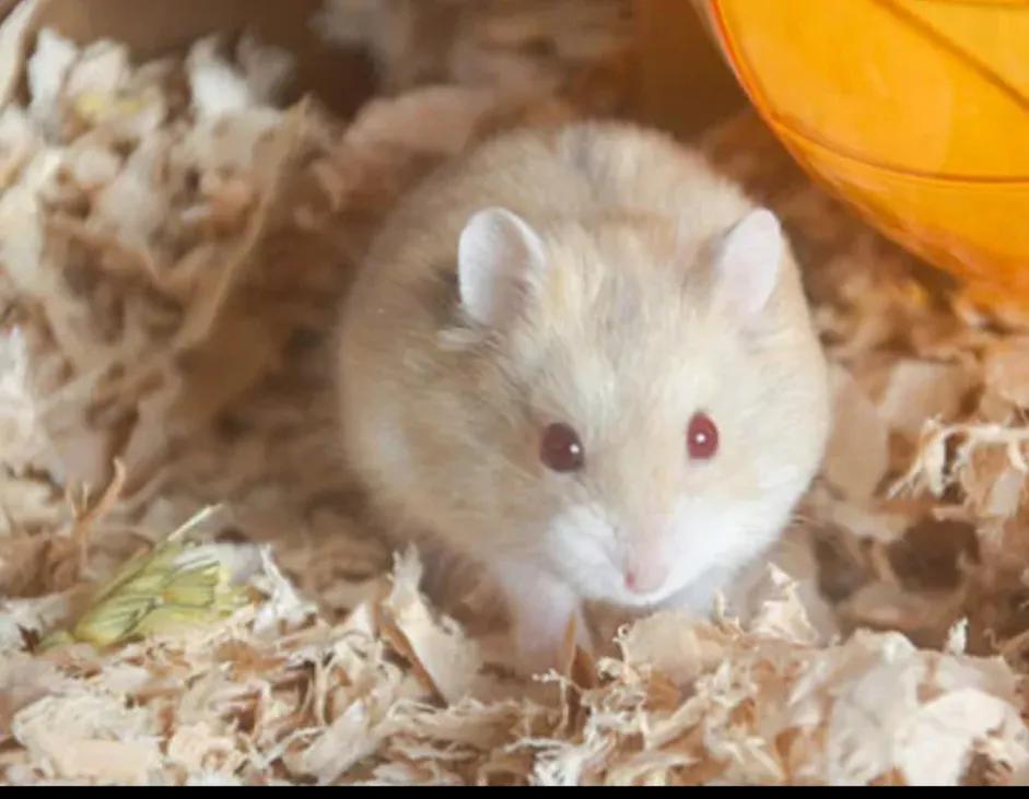 人们最喜欢的动物排名,最可爱的宠物仓鼠