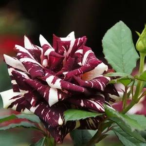 月季美图100张,月季花唯美高清图片大全