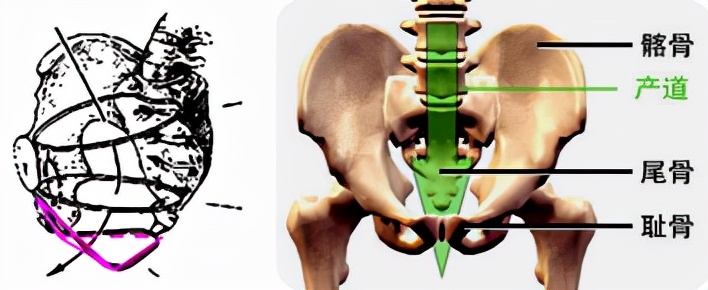 孕妈妈怎么判断胎位是正的,胎儿屁股在右侧是什么胎位