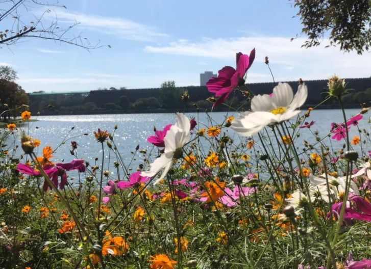 南京中山植物园风景景点,南京中山植物园游玩攻略