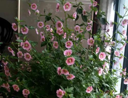 家里种的花有虫子有灭虫子方法吗,家里养的花除虫