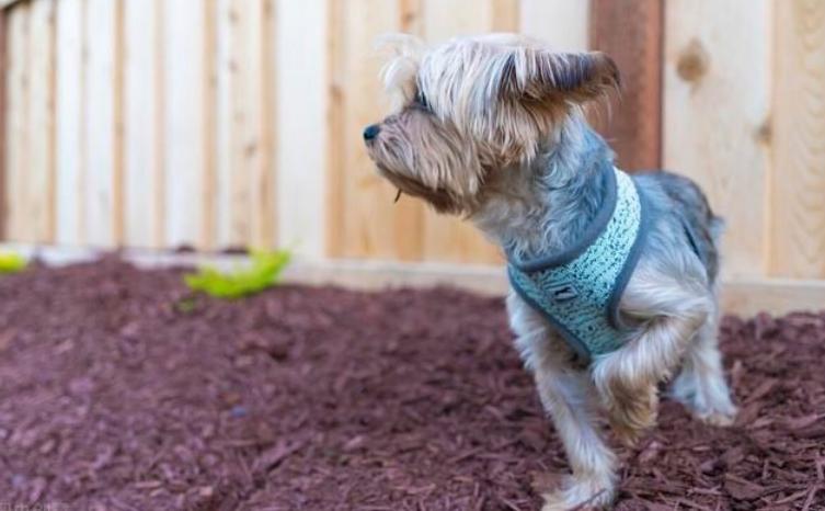 小狗狗腿摔弯曲瘸了怎么办,狗狗的脚摔得一瘸一拐得多久能好