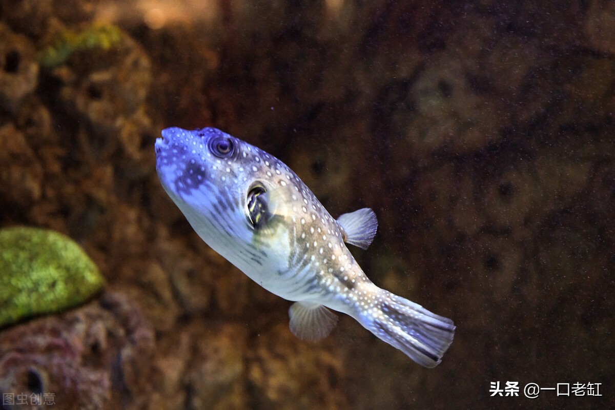 斑马狗头刚买来趴缸不爱动不吃食,斑马狗头鱼不吃食也不爱动