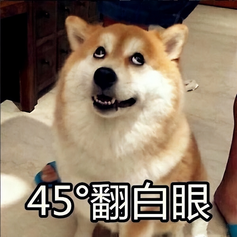 什么狗聪明听话又好养有安全感,狗有哪些特征就是一条好狗