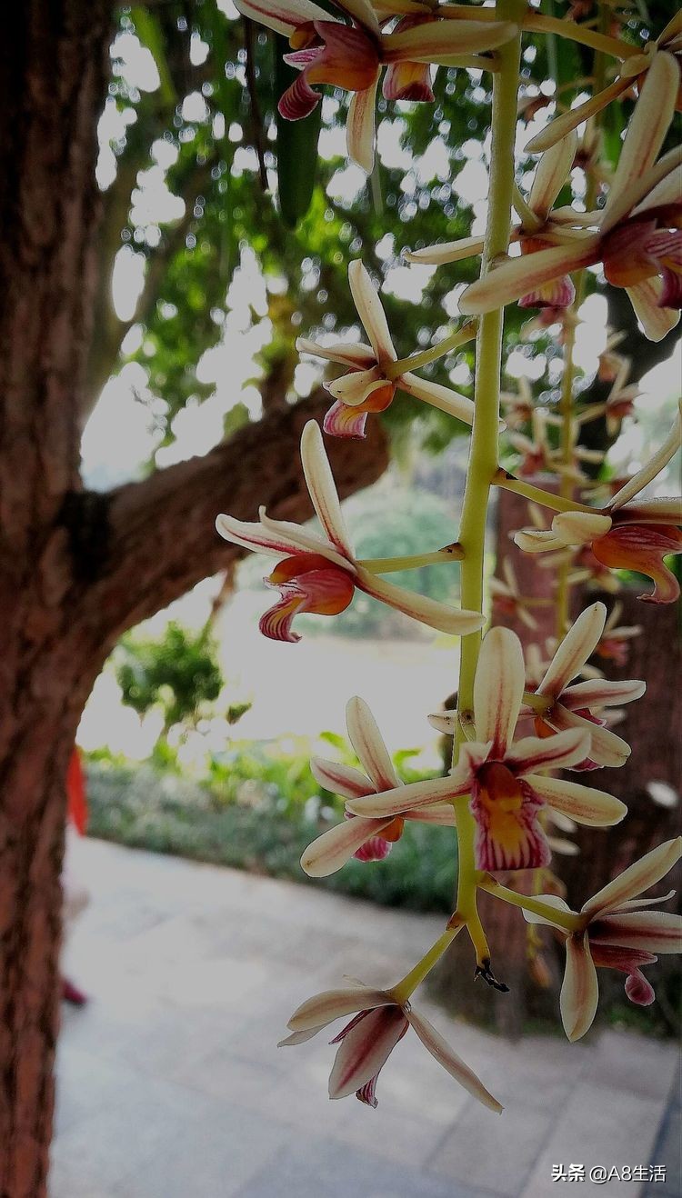 带你认识中华兰花纹瓣兰,顶级纹瓣兰图片