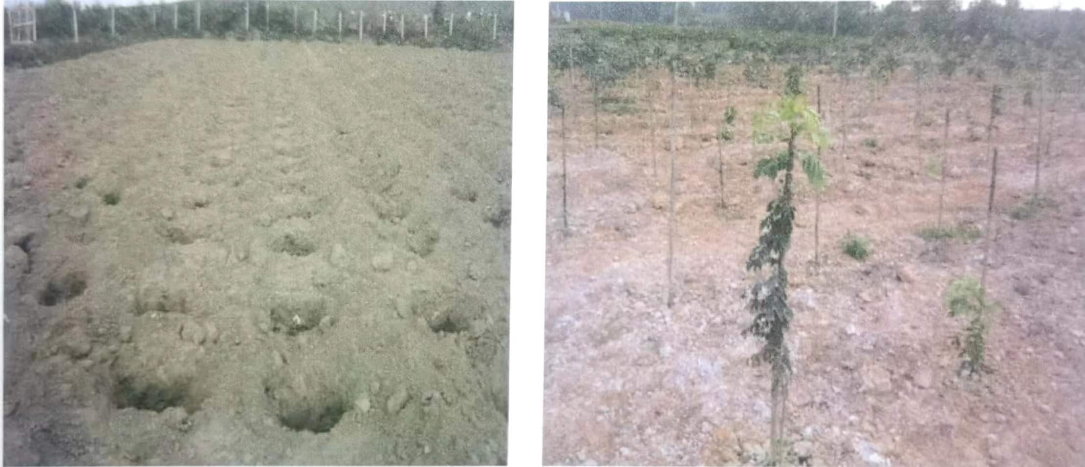 野生黄花梨已近灭绝，如何人工种植海南黄花梨？