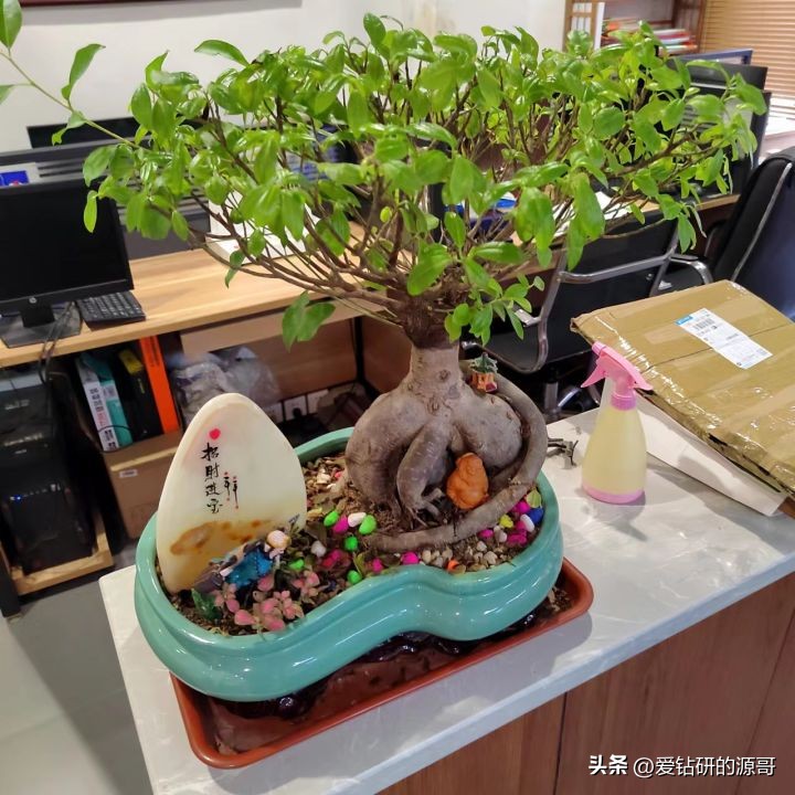 人参榕盆景小叶大叶对比图,人参榕树盆景造型精品