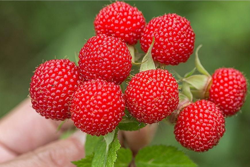 4月份适合吃的应季水果,夏季6月应季水果有哪些