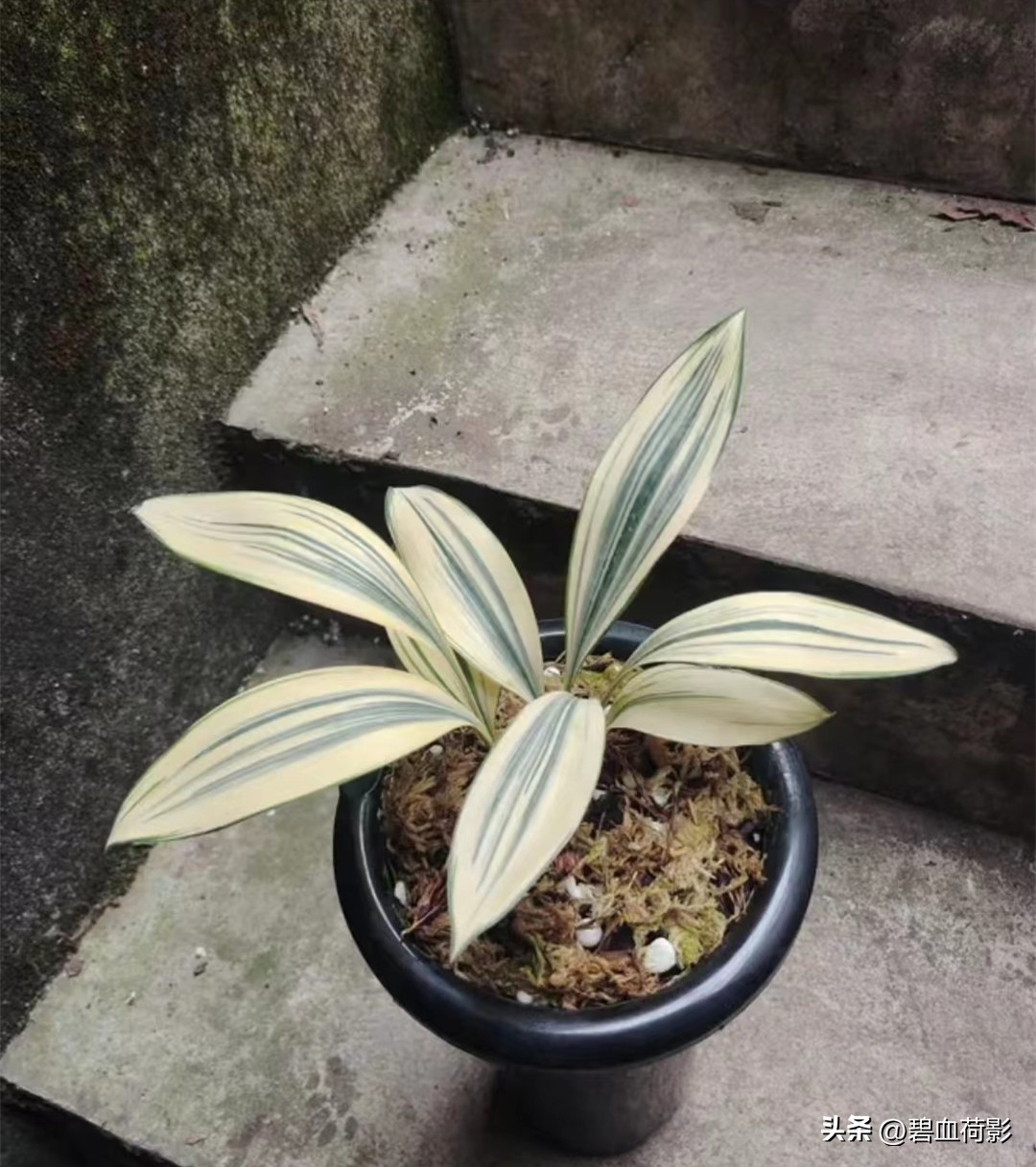 98年，男子88元购入一棵兰花，2023年他靠此花暴富，兰友：有眼光