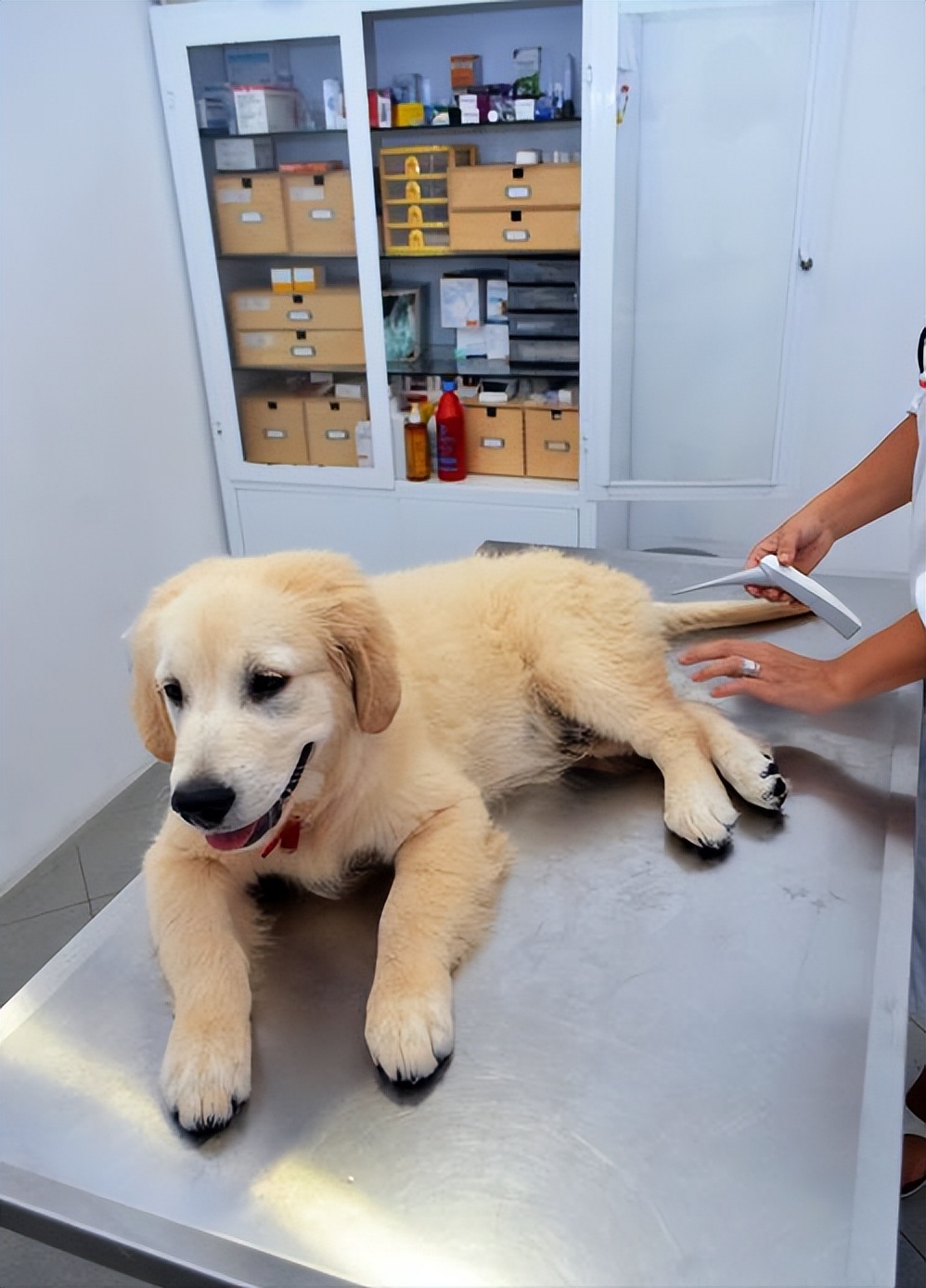 狗狗的年龄和人的年龄对照表,狗狗年龄与人类年龄对照表