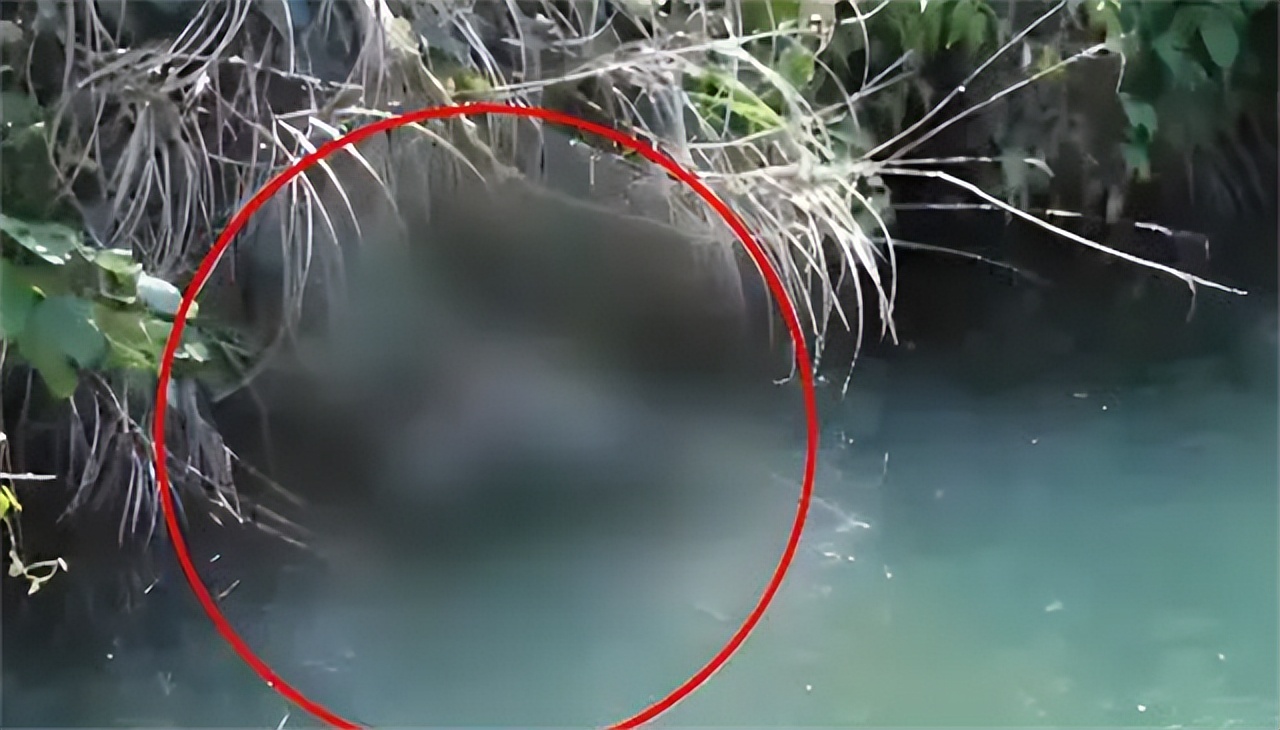 江边突现无名女尸下集,黄浦江边惊现无名女尸结局