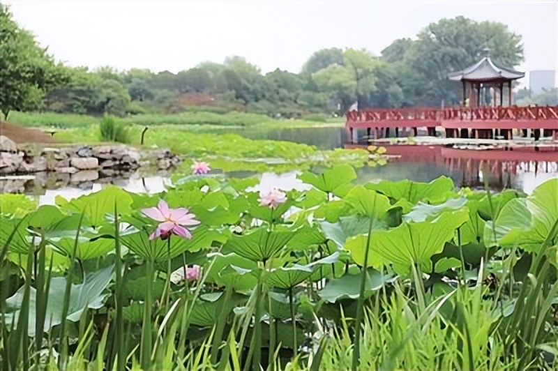 池上芙蕖次第开花繁蕾密莲生香