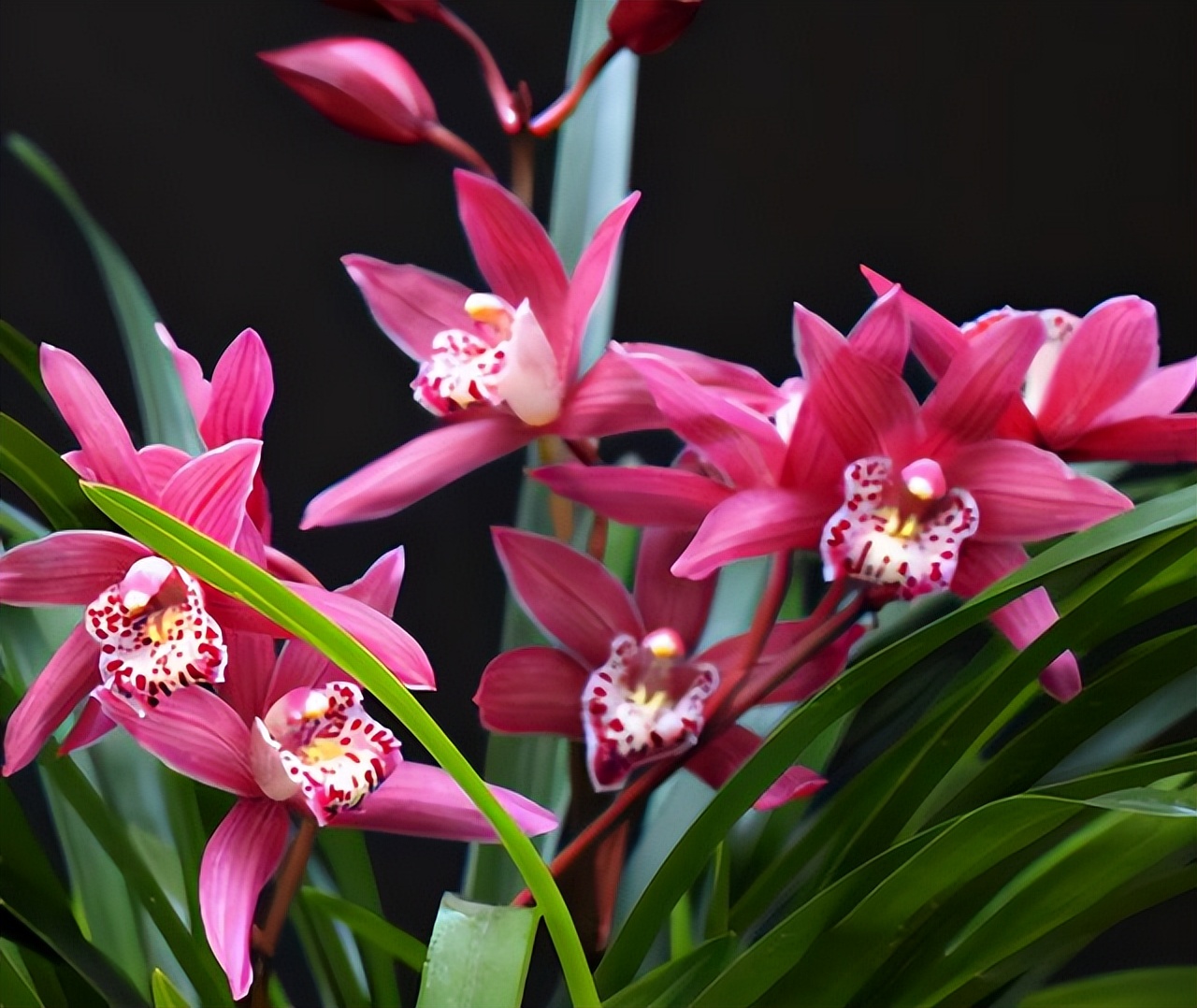 兰花高贵纯洁,高贵气质兰花图片