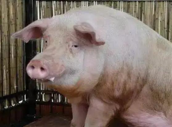 后备母猪尿液白,后备母猪尿后有白色的分泌物