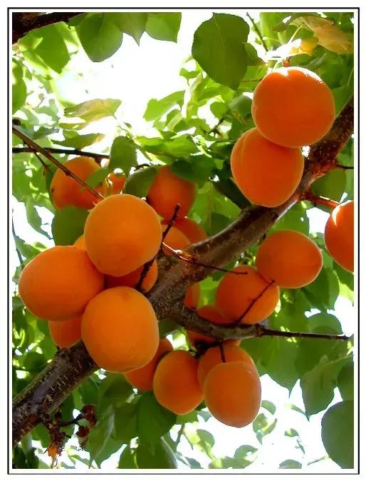 盛夏爱情故事全文免费阅读,盛夏爱情故事完整版