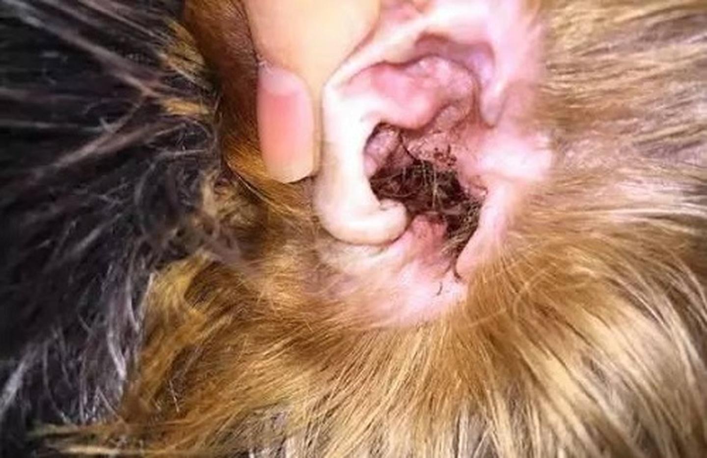 狗狗怎么预防肾脏疾病,狗狗吃什么才能预防疾病