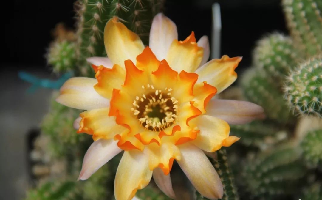 200种·仙人球开花图鉴，大开眼界，美到爆