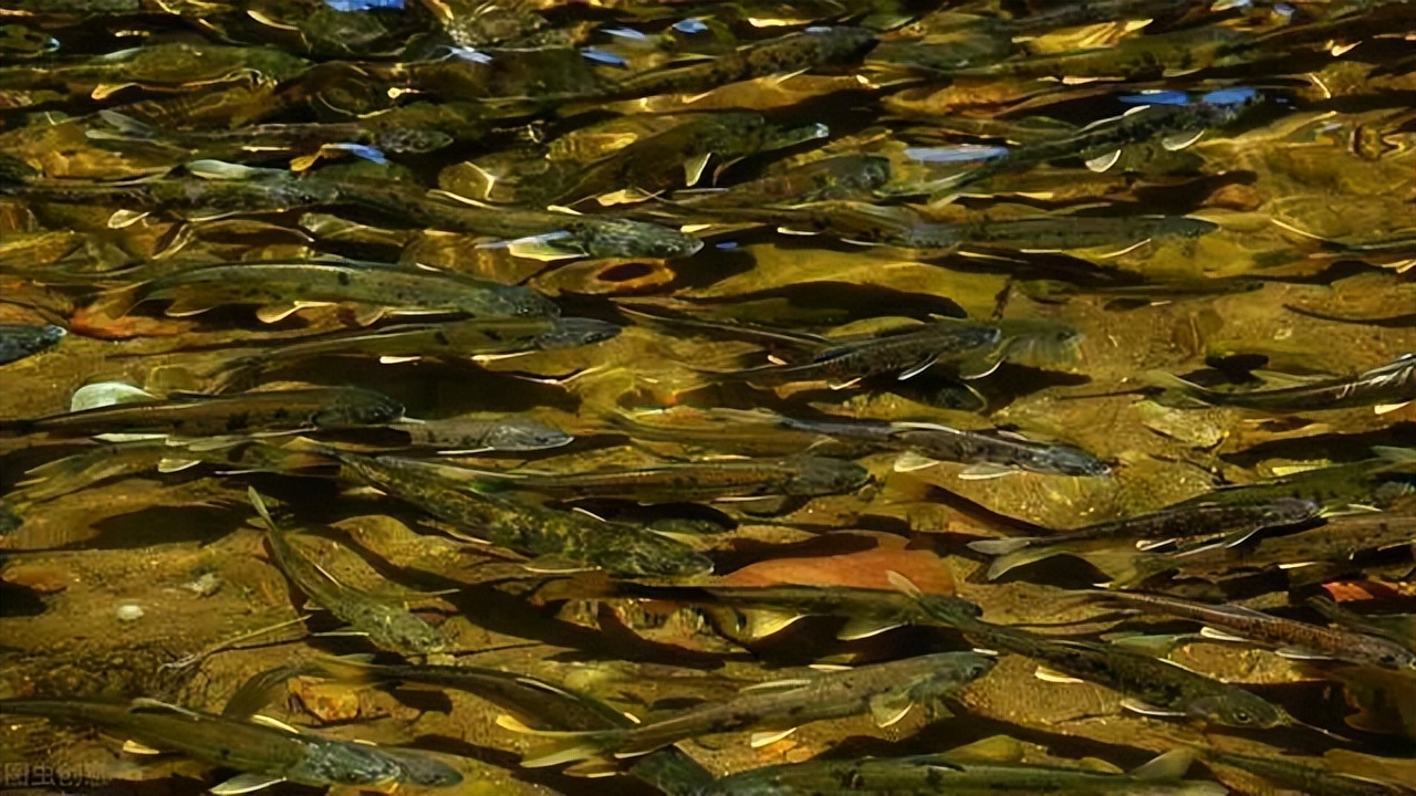 你好这里是呼伦贝尔,海滨藏城鸟鱼天堂