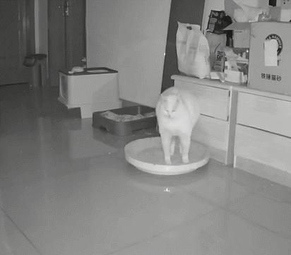 16个变态又实用的养猫妙招必看,养猫必看的100个技巧