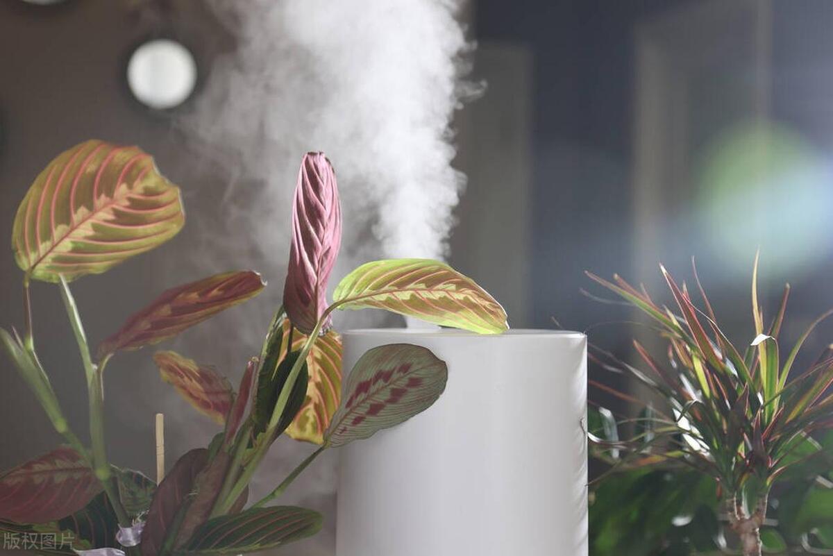 小米加湿器无雾哪个型号值得购买,火焰加湿器值得购买吗