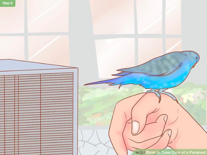 怎么照顾虎皮幼鸟,怎么照料小虎皮鹦鹉