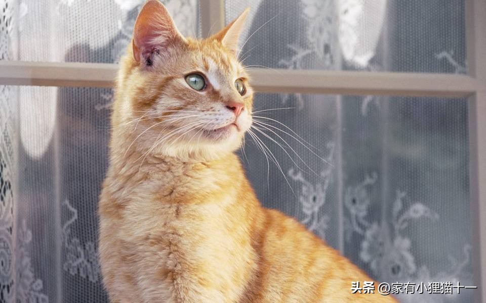 哪种猫适合新手养又便宜还不掉毛,这5大养猫禁忌很多铲屎官都犯过