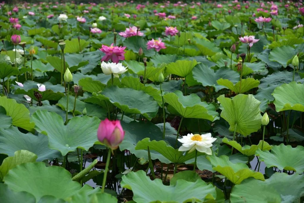 云南普者黑在哪个城市,云南普者黑最美的风景在哪里