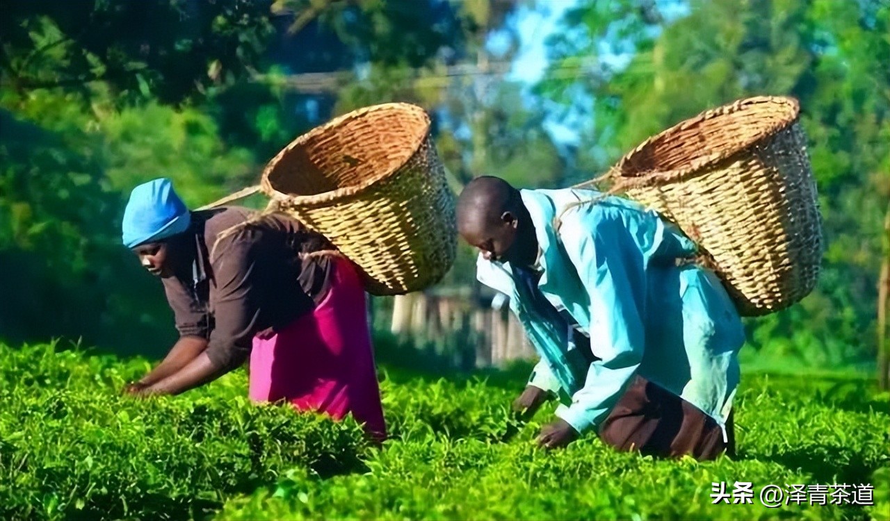 世界十大茶日,国际茶日英文版