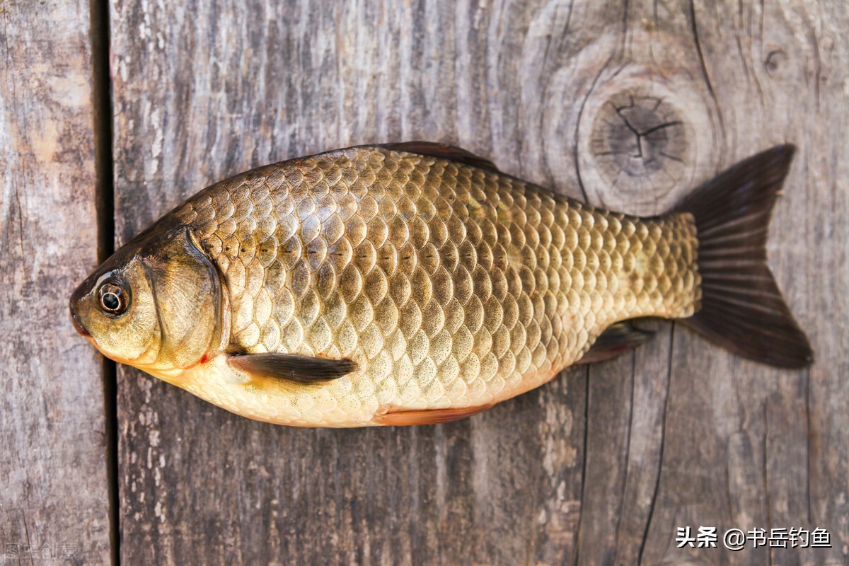 鲫鱼没有雄鱼也可以甩籽,鲫鱼怎么生殖繁衍