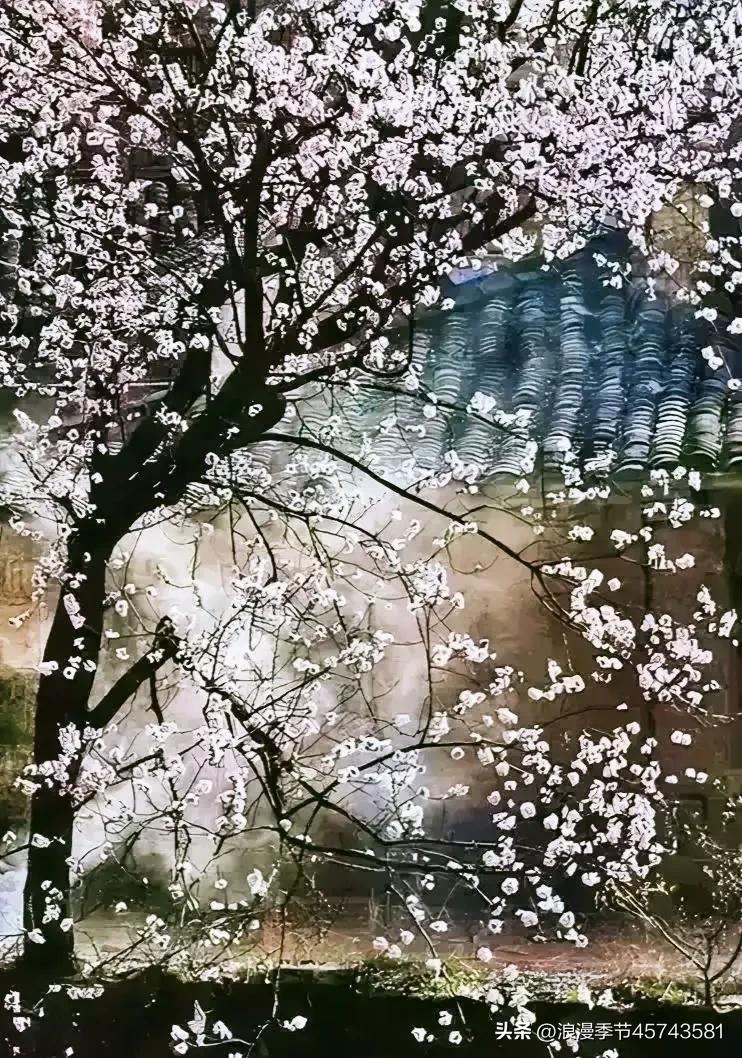 花开时节更清新的散文,春暖花开的季节散文