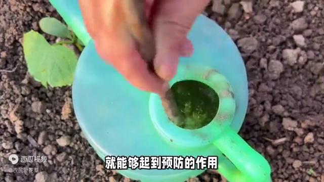 阳台养花怎么预防病虫害,家庭养花虫害怎么治