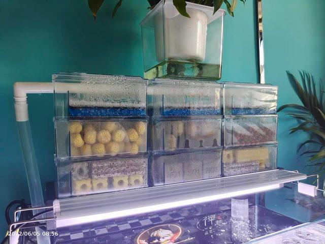 新手养兰寿金鱼饲养技巧,养好兰寿金鱼需要哪些东西