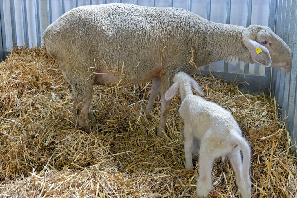 羊子宫炎用什么药最好,羊子宫有炎症怎么治