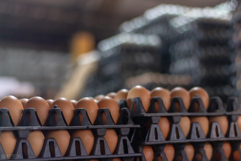 今日淘汰鸡蛋鸡价走势图,今日鸡蛋淘汰鸡价格报价