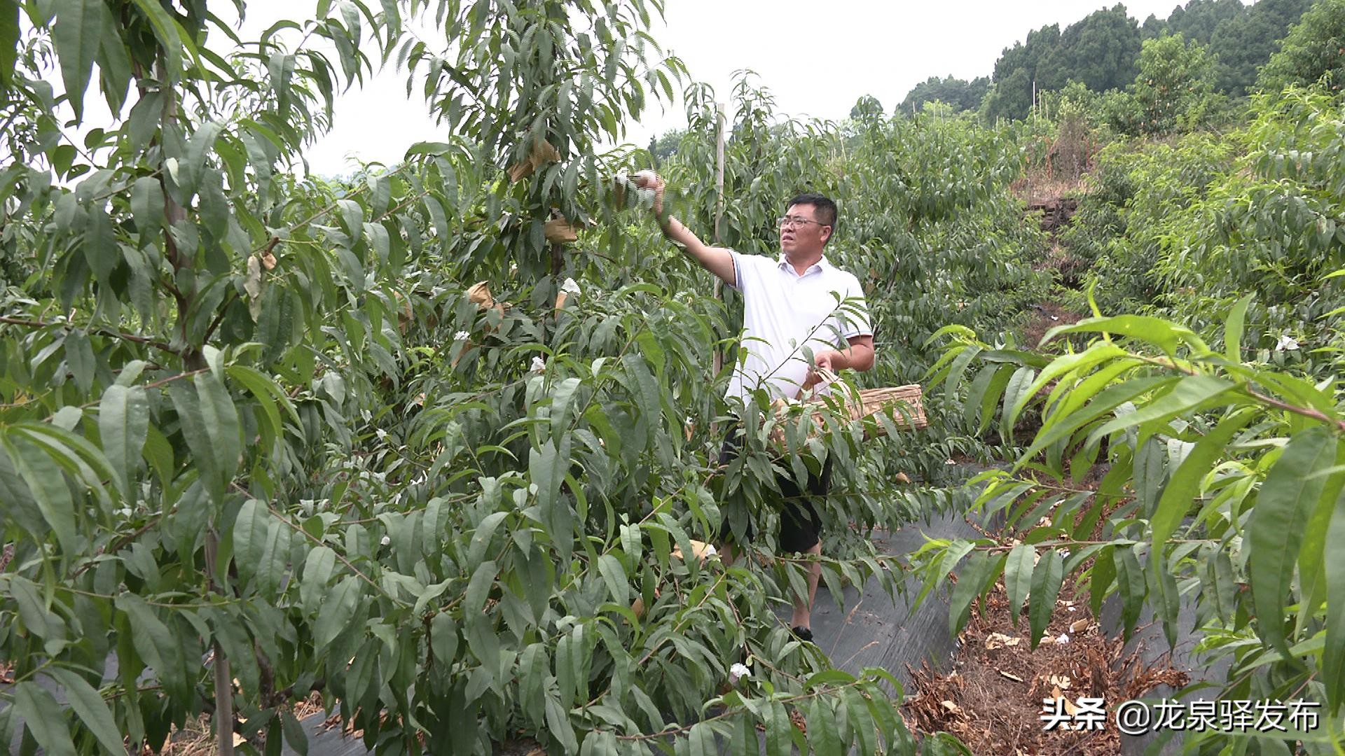 黄桃新品种中晚熟品种,晚黄金黄桃新品种介绍
