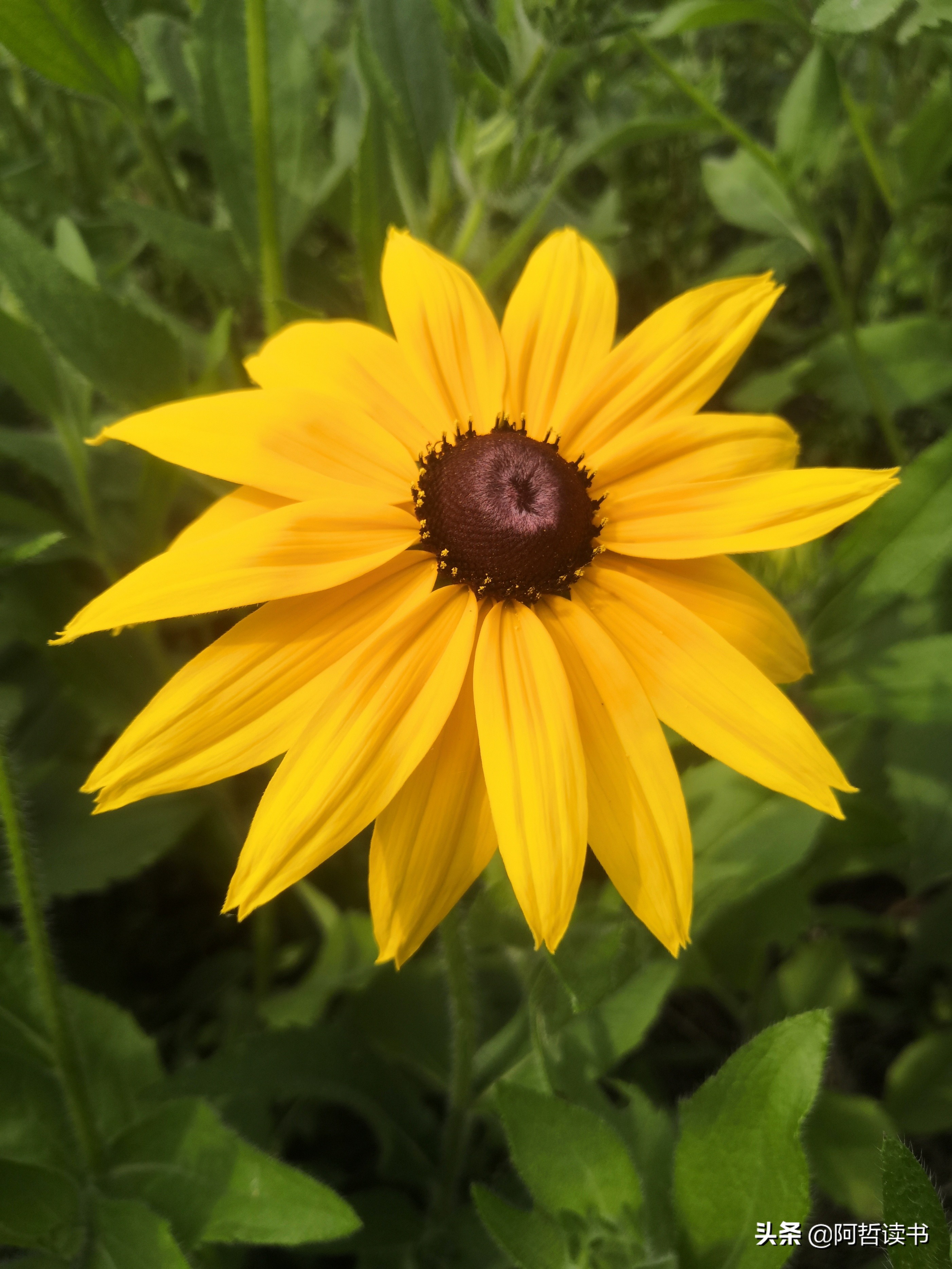 黑心金光菊：花名不雅，花姿灿烂，菊花里独特耀眼的一款