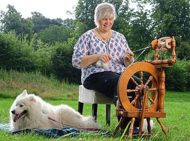 萨摩耶冬天围巾,萨摩耶洗完澡掉毛严重的原因