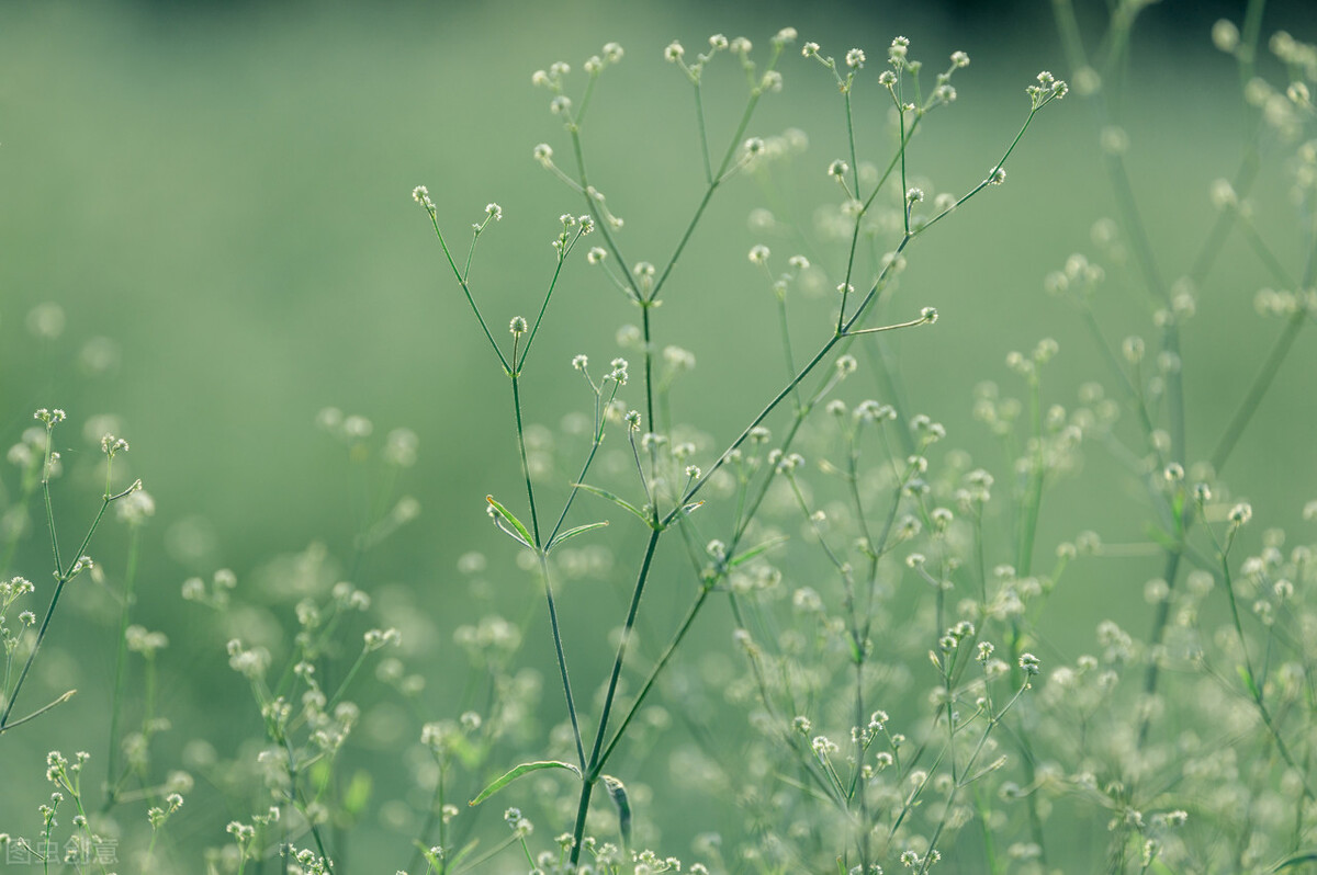 时光荏苒岁月如梭愿岁月静好,时光煮雨岁月逢花且行且从容