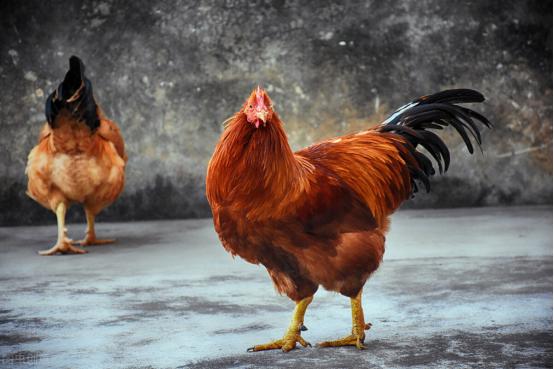 白切鸡煮出来鸡皮不黄发白,白切鸡直接水煮