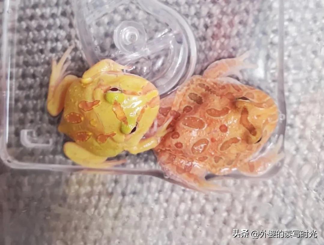 养宠物越来越多的现象,小朋友养宠物的利与弊