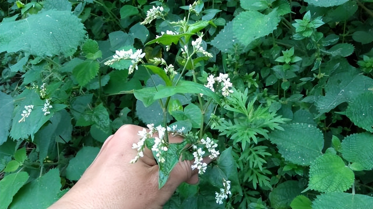 金荞麦别名是什么,金荞麦来历