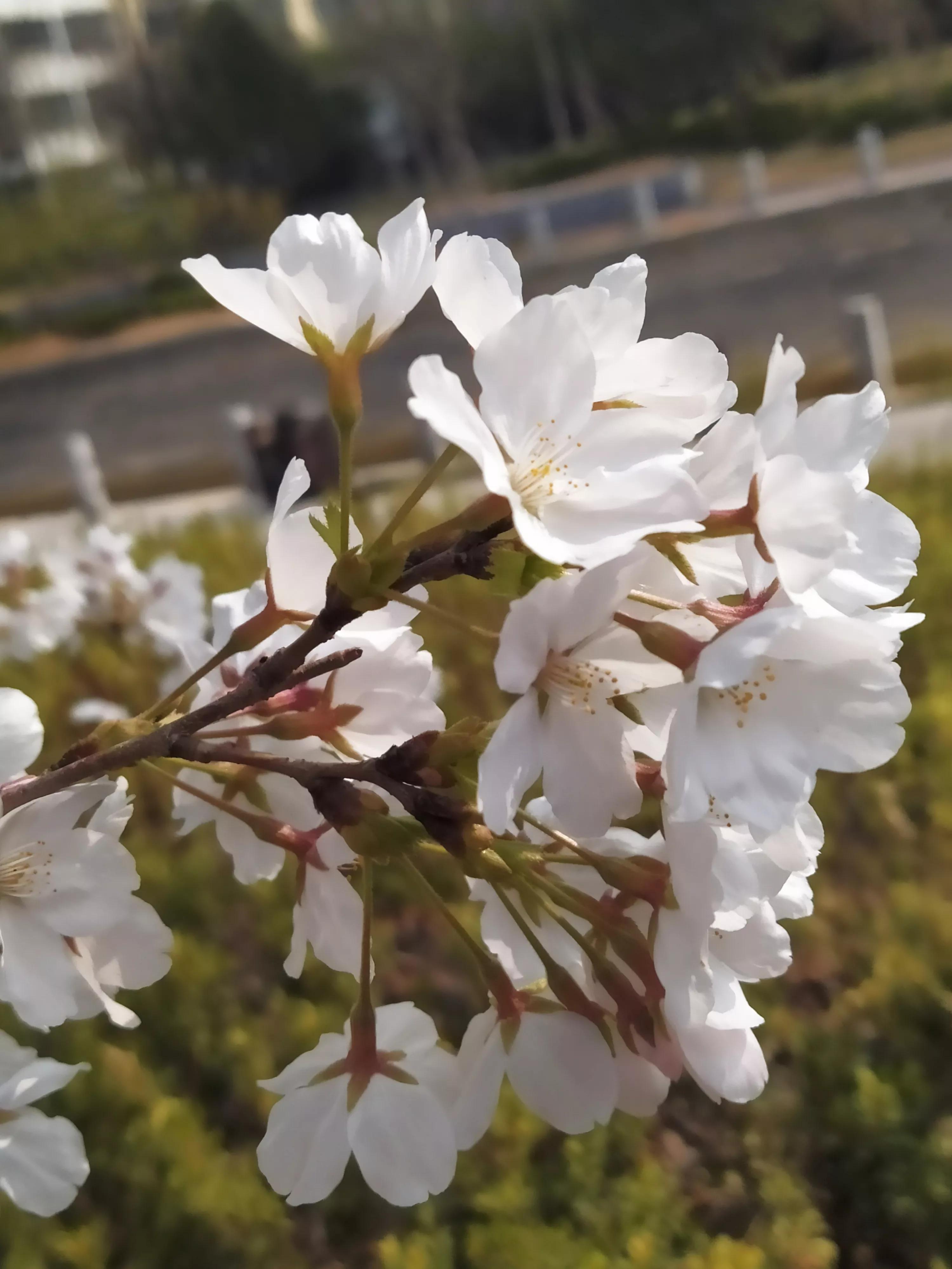 樱花烂漫的唯美句子,樱花烂漫