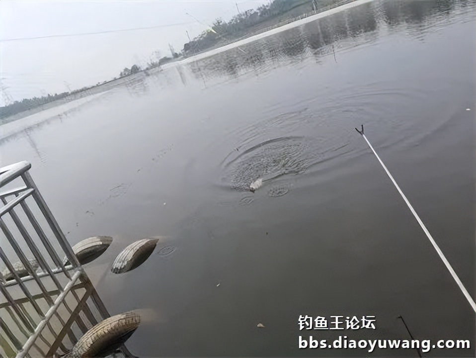 钓鱼王王者风范，拿捏多鱼种轻松