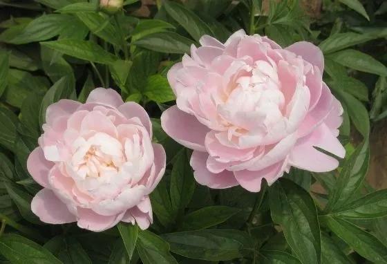 红苞喜林芋对猫咪有毒吗,什么植物对猫咪有毒