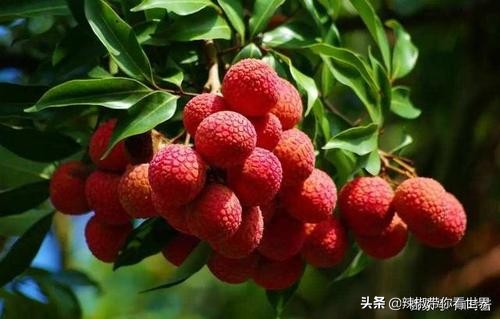 惠州市海岸线,惠州的海岸线