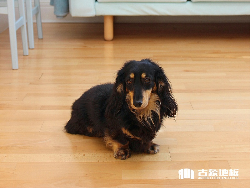 入住不到半年,实木地板起拱了,怎么办?