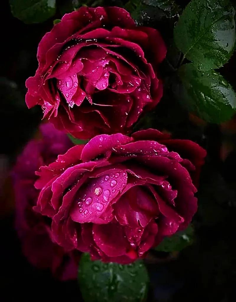 玫瑰是爱情的使者,玫瑰是每个女人的最爱