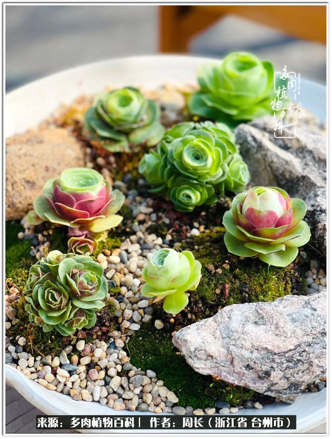 多肉拼盘新手入门,多肉拼盘说说