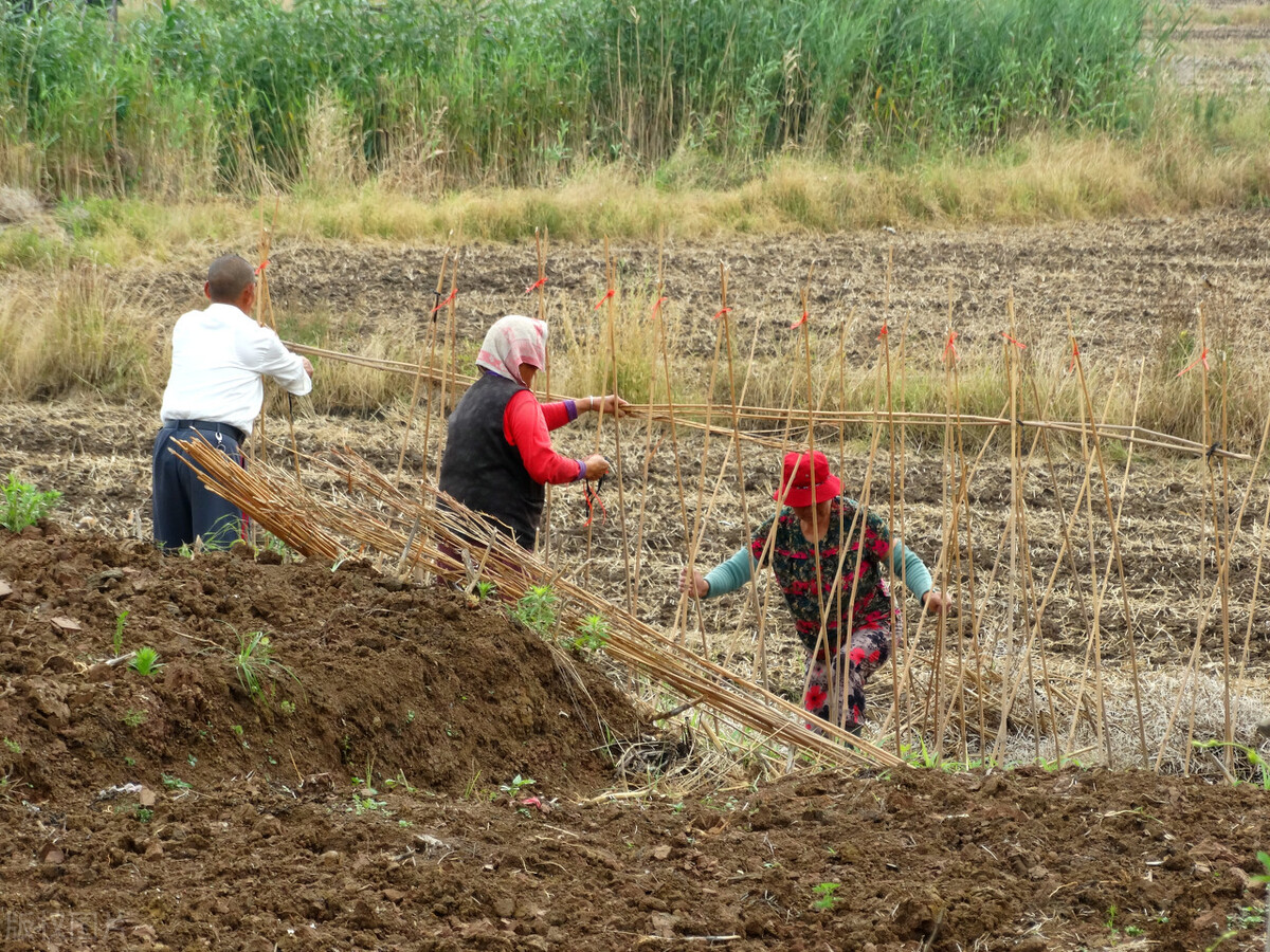 开垦荒地种植违法吗,林地开荒种地30多年还犯法吗