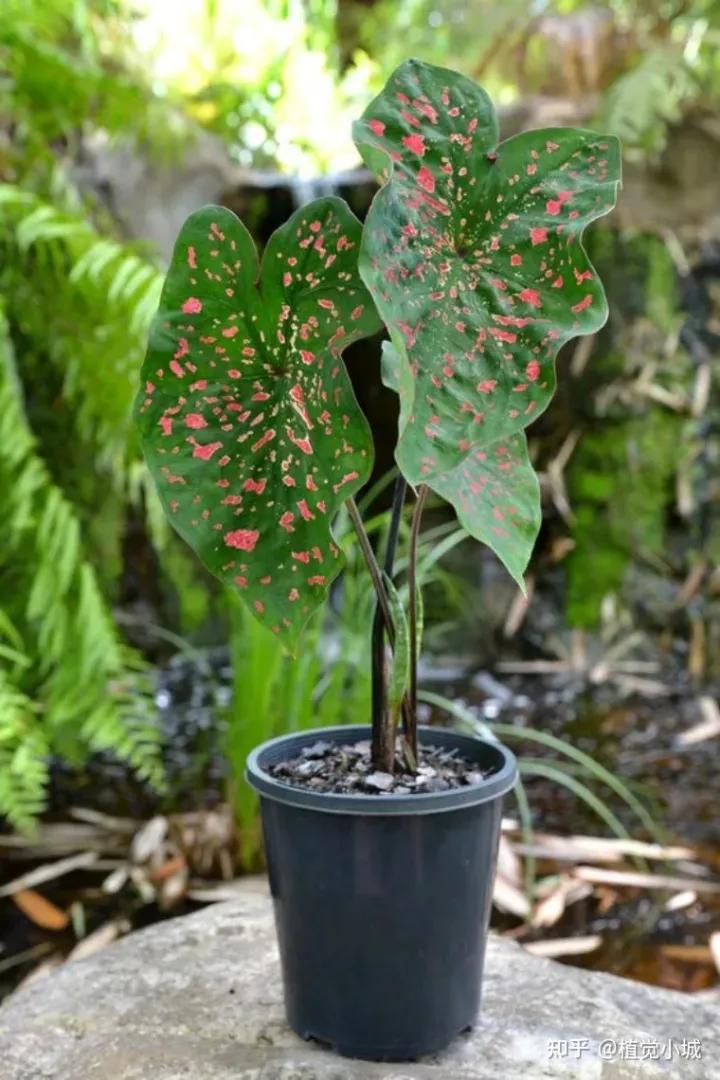 五彩芋类植物怎么养,五彩芋如何养护